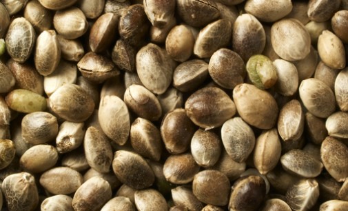 The Legality of Marijuana Seeds for Sale