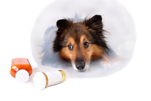 Take Steps to Avoid Pet Medication Errors